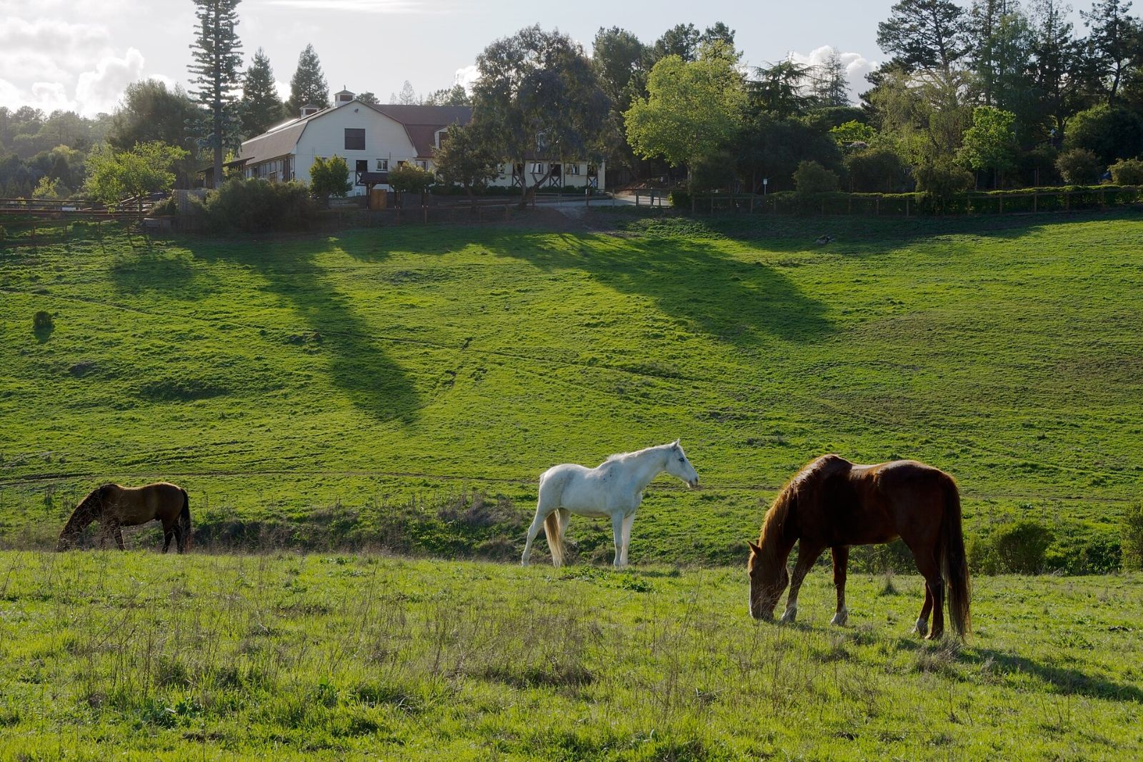 Horses grazing below Westwind Barn in Los Altos Hills
