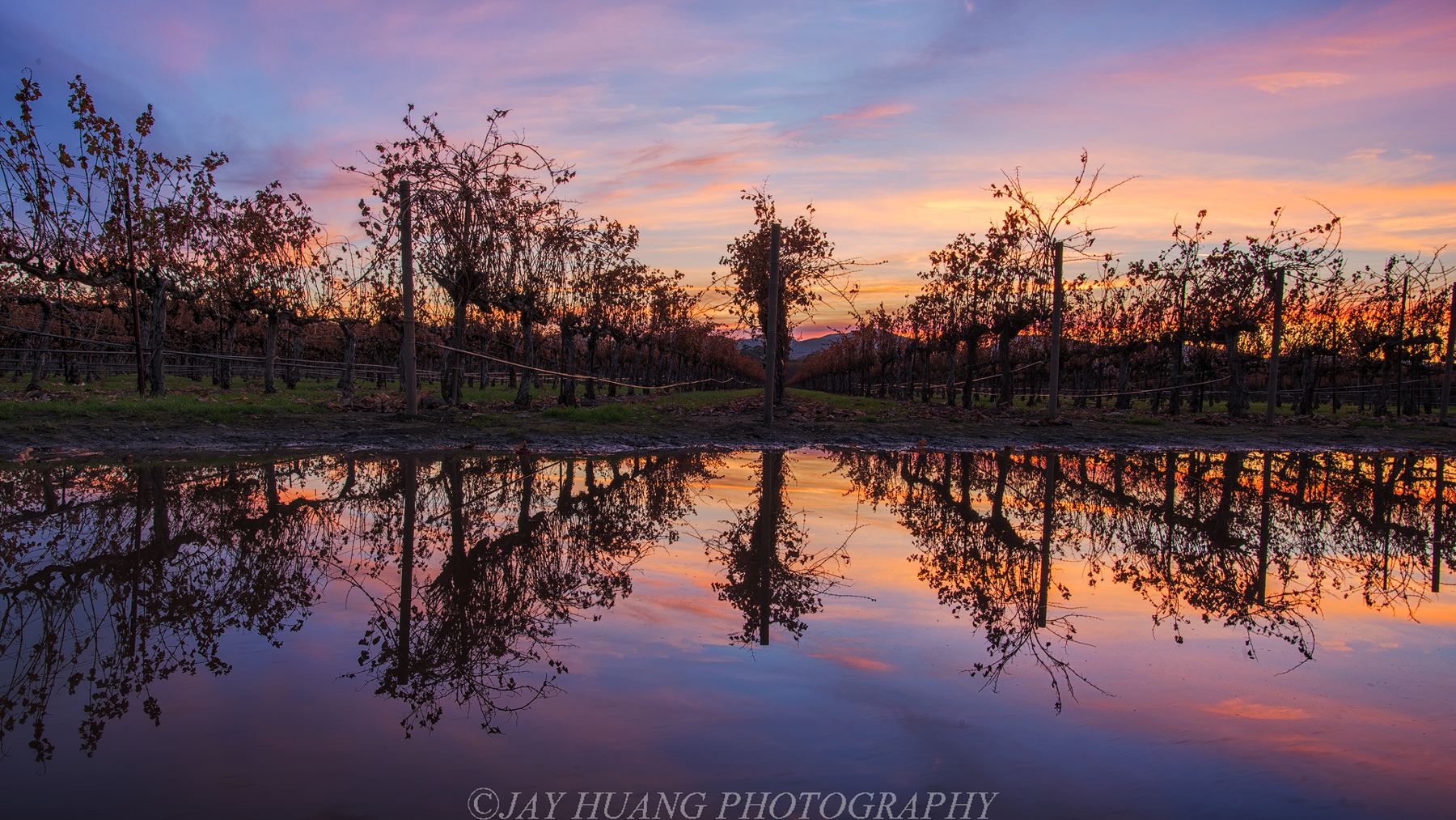 Pleasanton vineyard at sunset